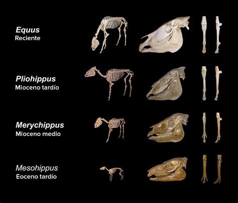 pruebas de la evolucion en las especies fosiles